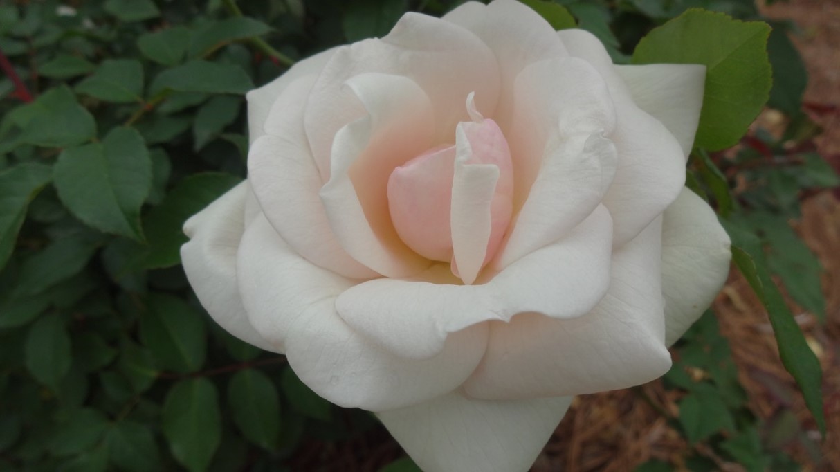 American Garden Rose Selections winners named